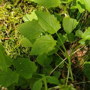 Valériane triséquée - Feuilles basale simple