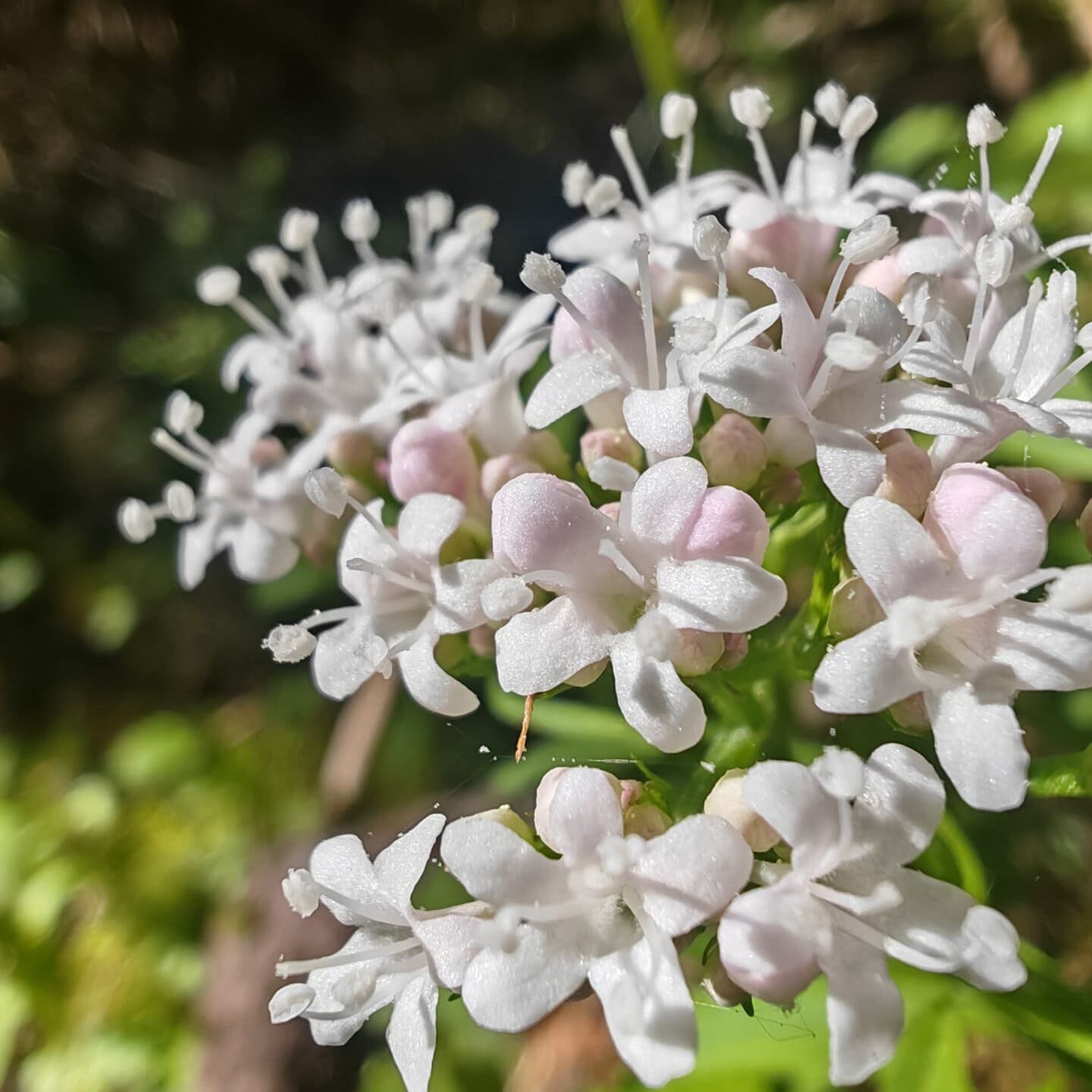 Valériane triséquée - Fleurs