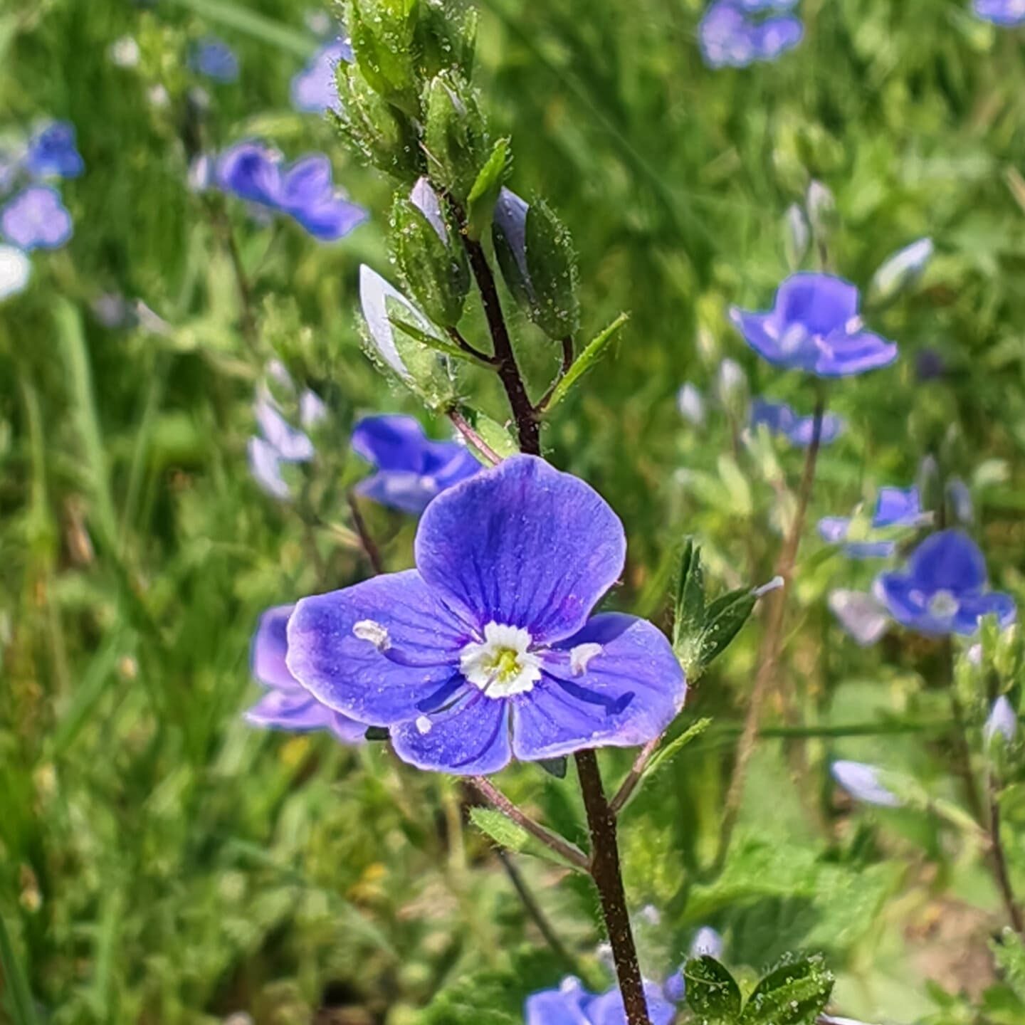 Véronique petit-chêne au sens large - Fleur