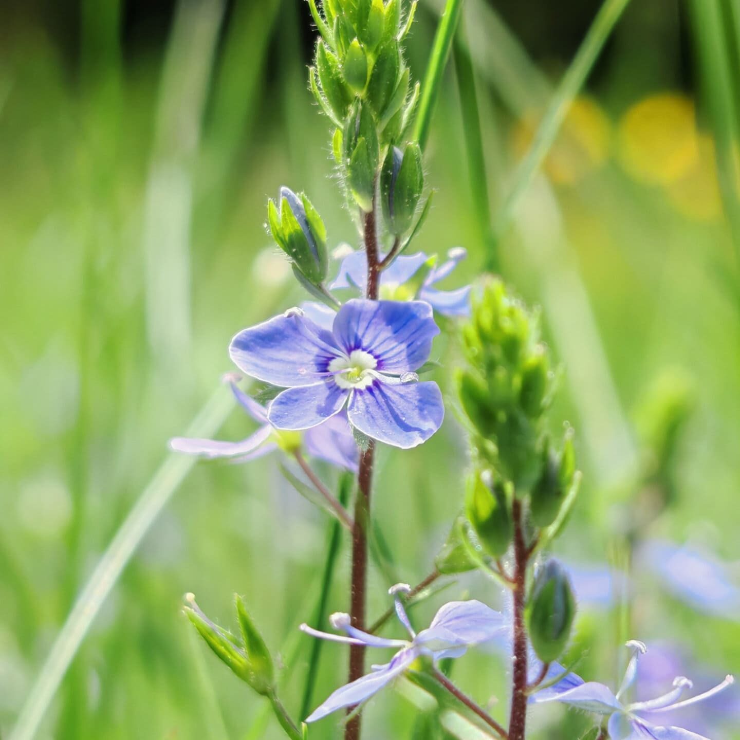 Véronique petit-chêne au sens large - Sommité fleurie