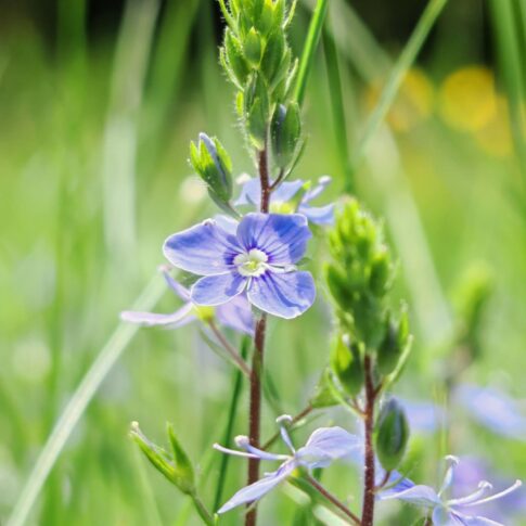 Véronique petit-chêne au sens large - Sommité fleurie
