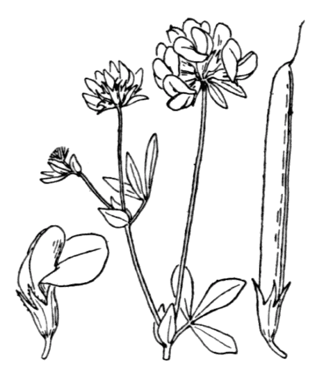 Flore de Coste - Lotus pedunculatus Lotier des marais - Fleurs