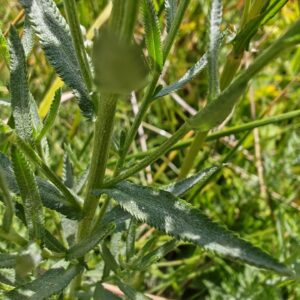 Achillée sternutatoire - Feuille lancéolé dentée en scie