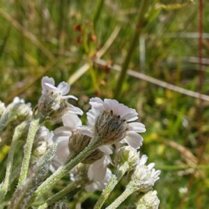 Achillée sternutatoire - Involucres