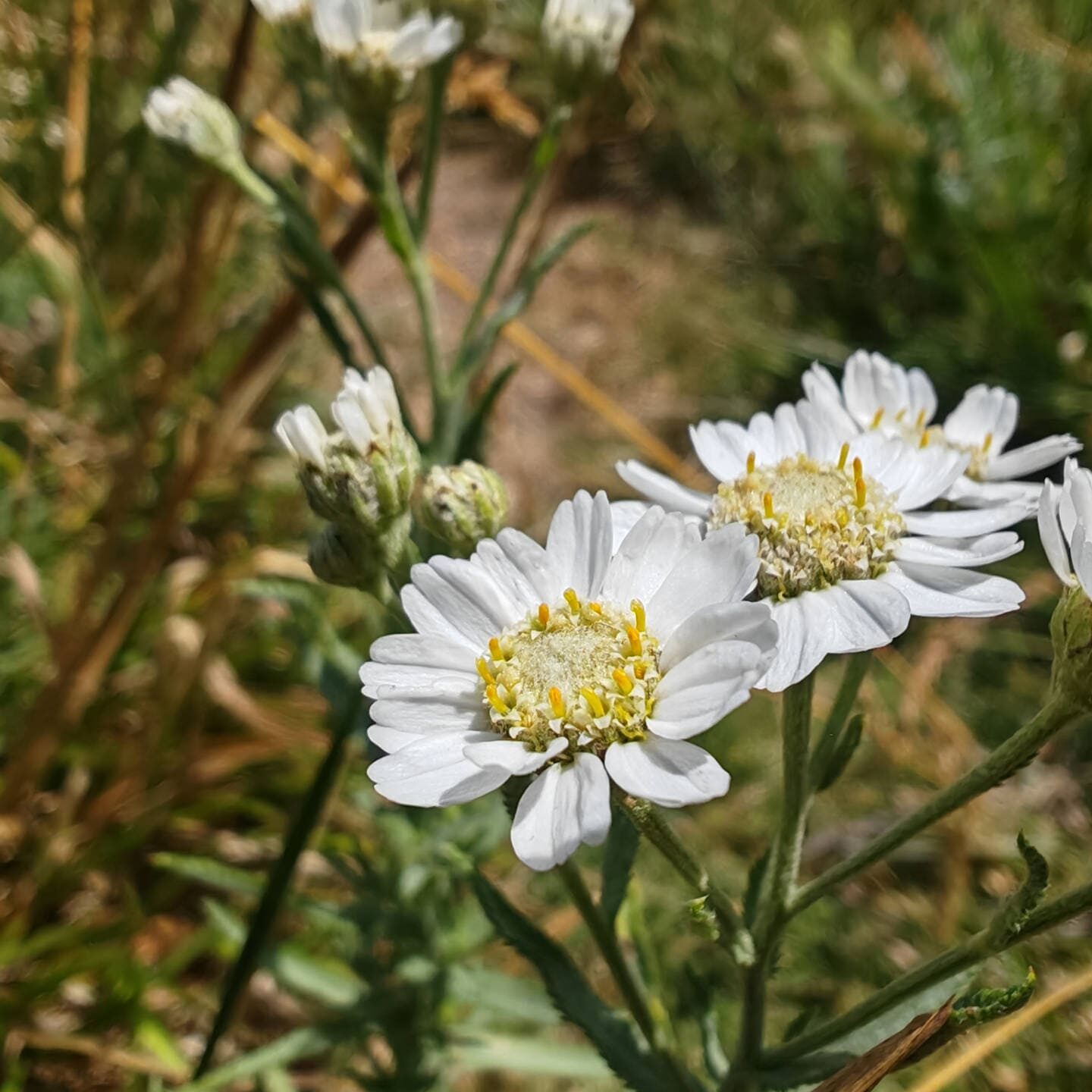 Achillée sternutatoire - Fleurs