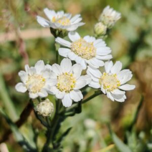 Achillée sternutatoire - Corymbe de capitule