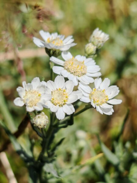 Achillée sternutatoire