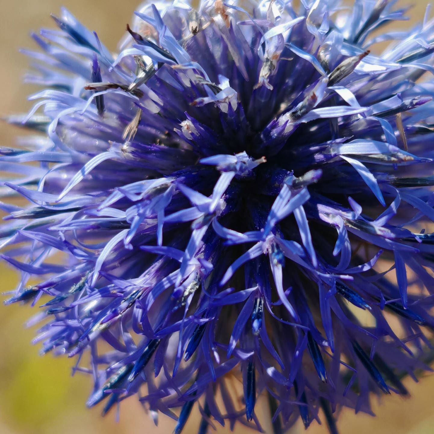 Azurite - Fleurs tubuleuses