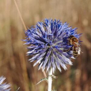 Azurite - Fleurs nectarifères