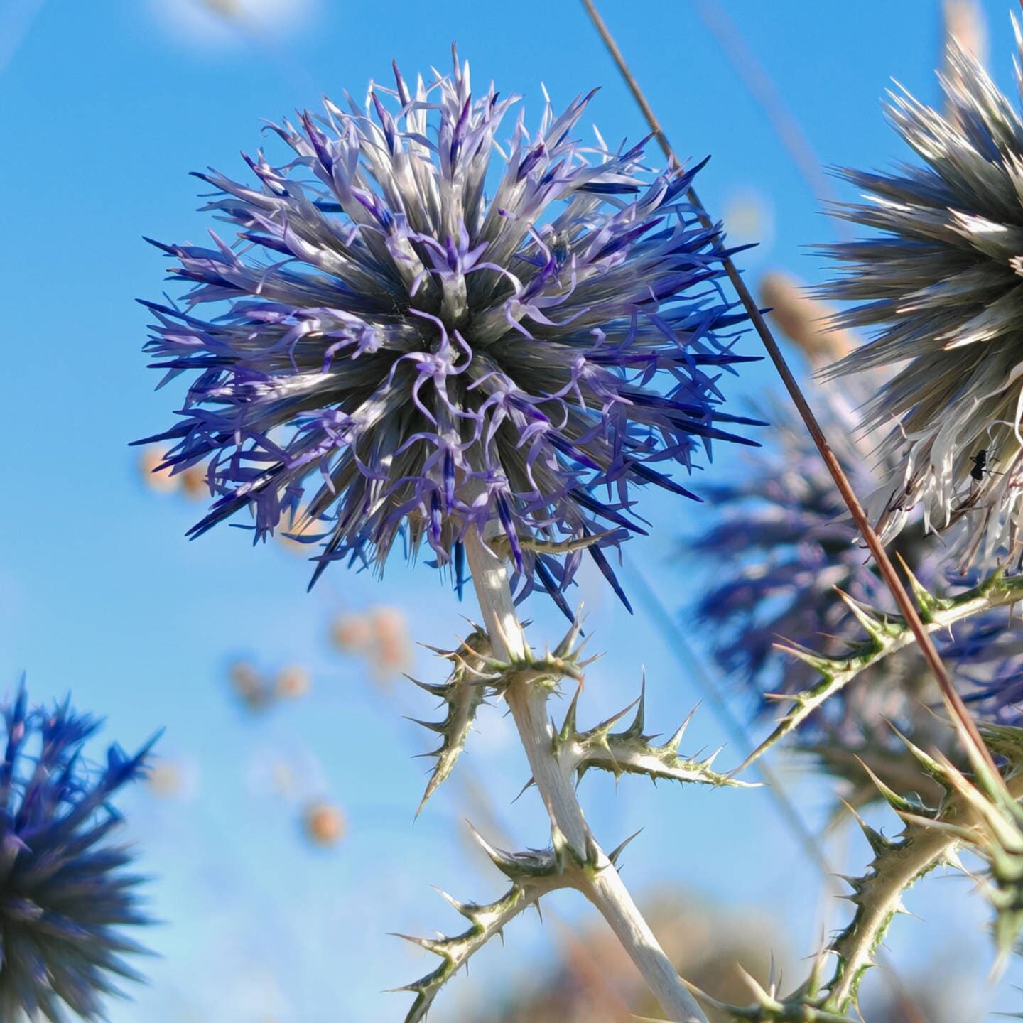 Azurite - Inflorescence globuleuse