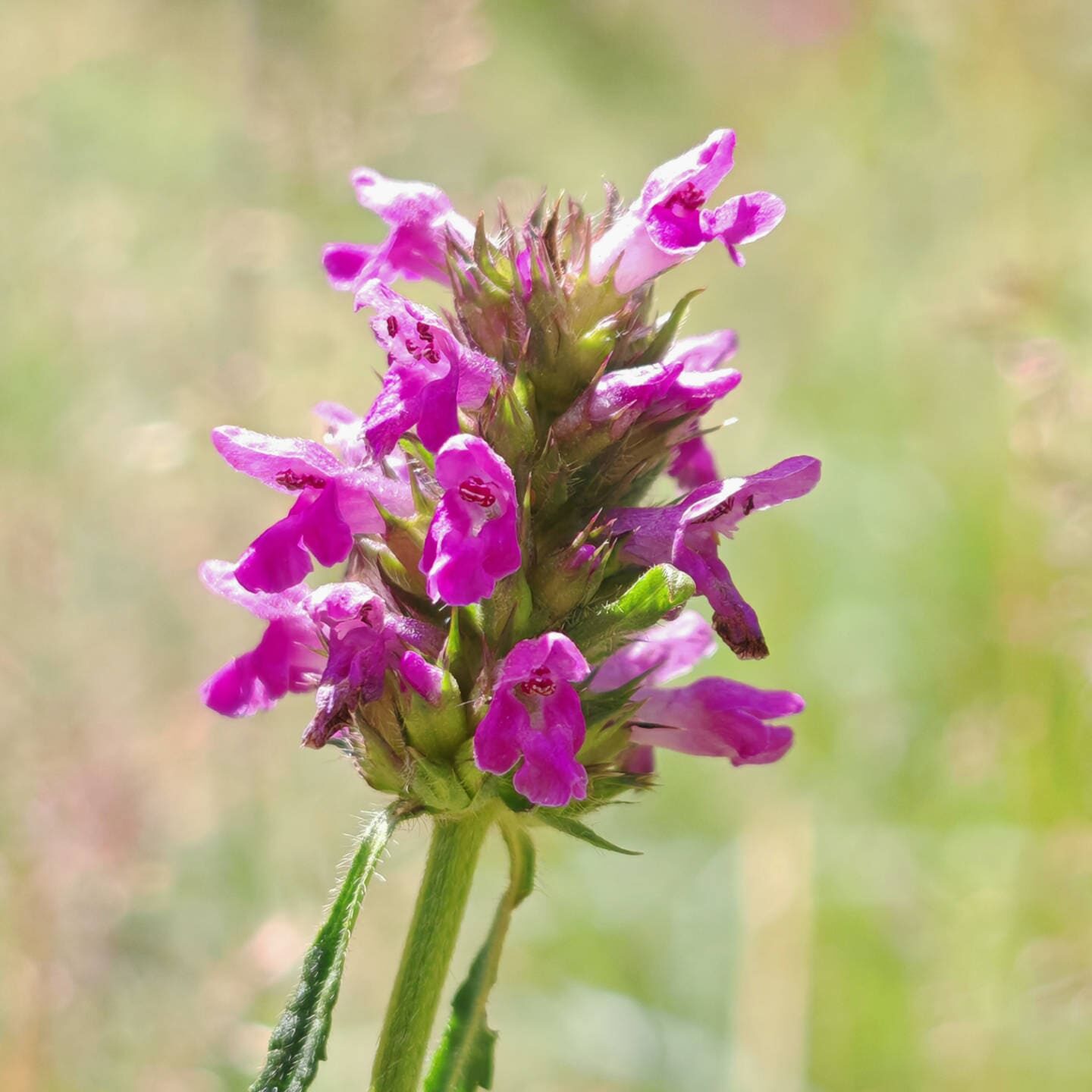 Bétoine officinale - Fleurs pourpre