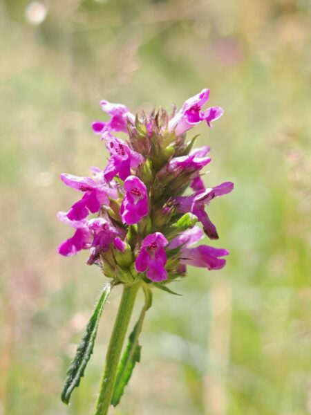 Bétoine officinale