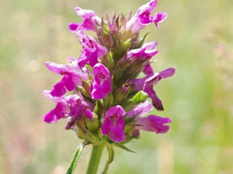 Bétoine officinale