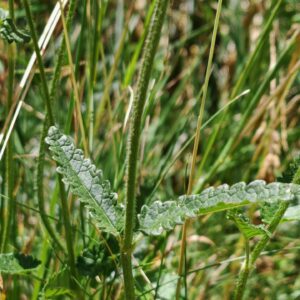 Bétoine officinale - Feuille opposées