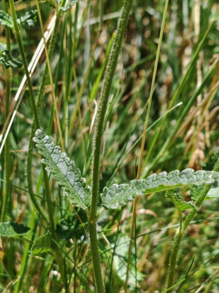 Bétoine officinale