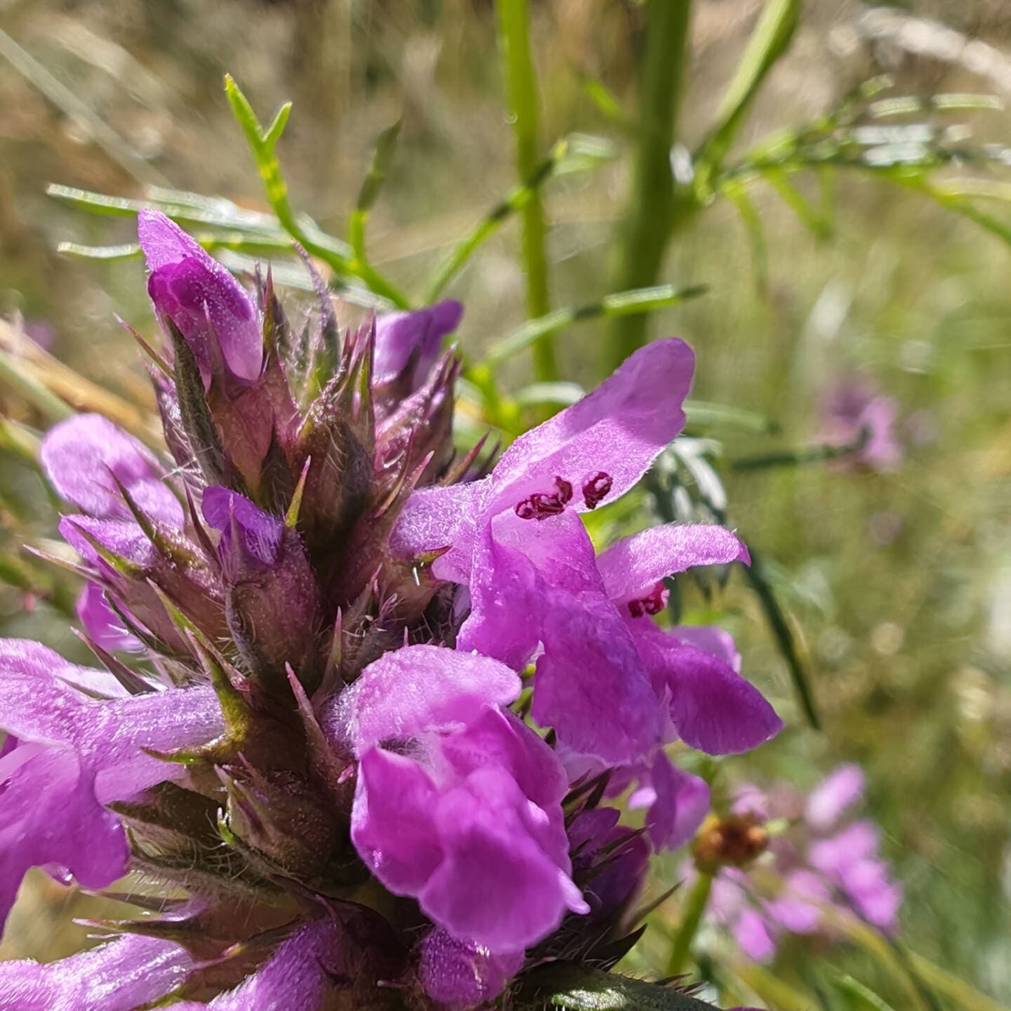 Bétoine officinale - Fleur bilabiée