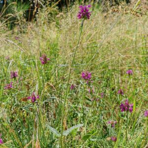 Bétoine officinale - Tiges