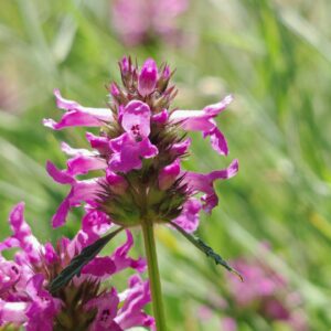 Bétoine officinale - Épis florale