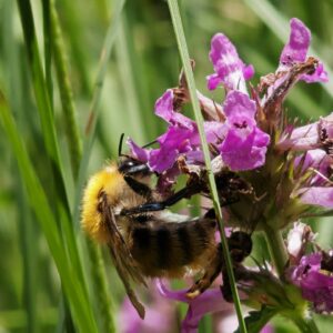 Bétoine officinale - nectarifère