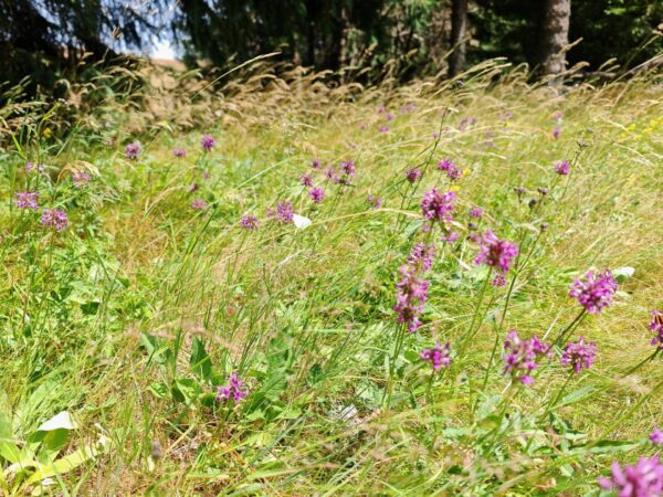 Bétoine officinale
