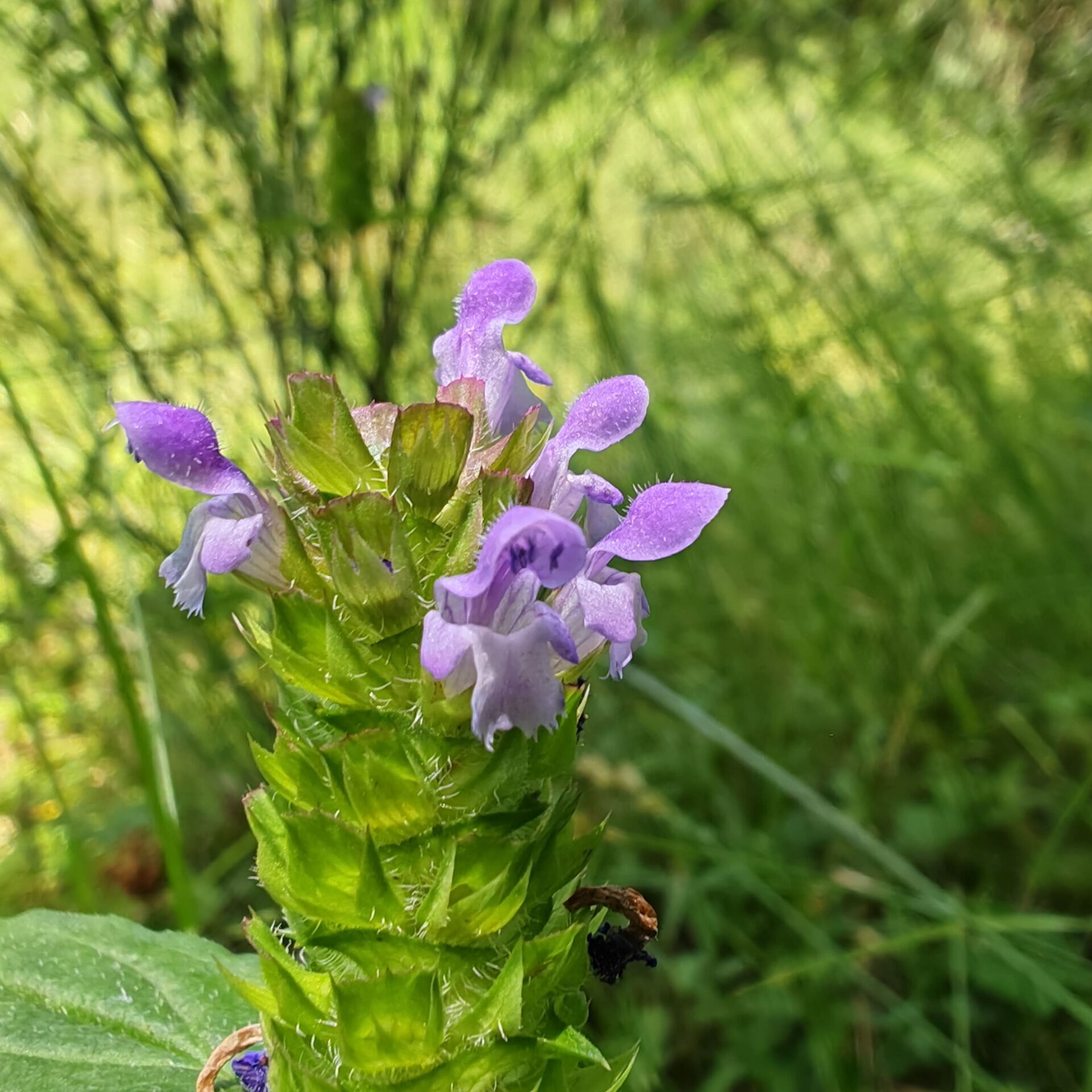 Brunelle commune - Fleurs