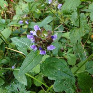 Brunelle commune - Feuilles pétiolées