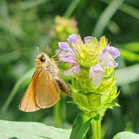 Brunelle commune - Fleurs nectarifère