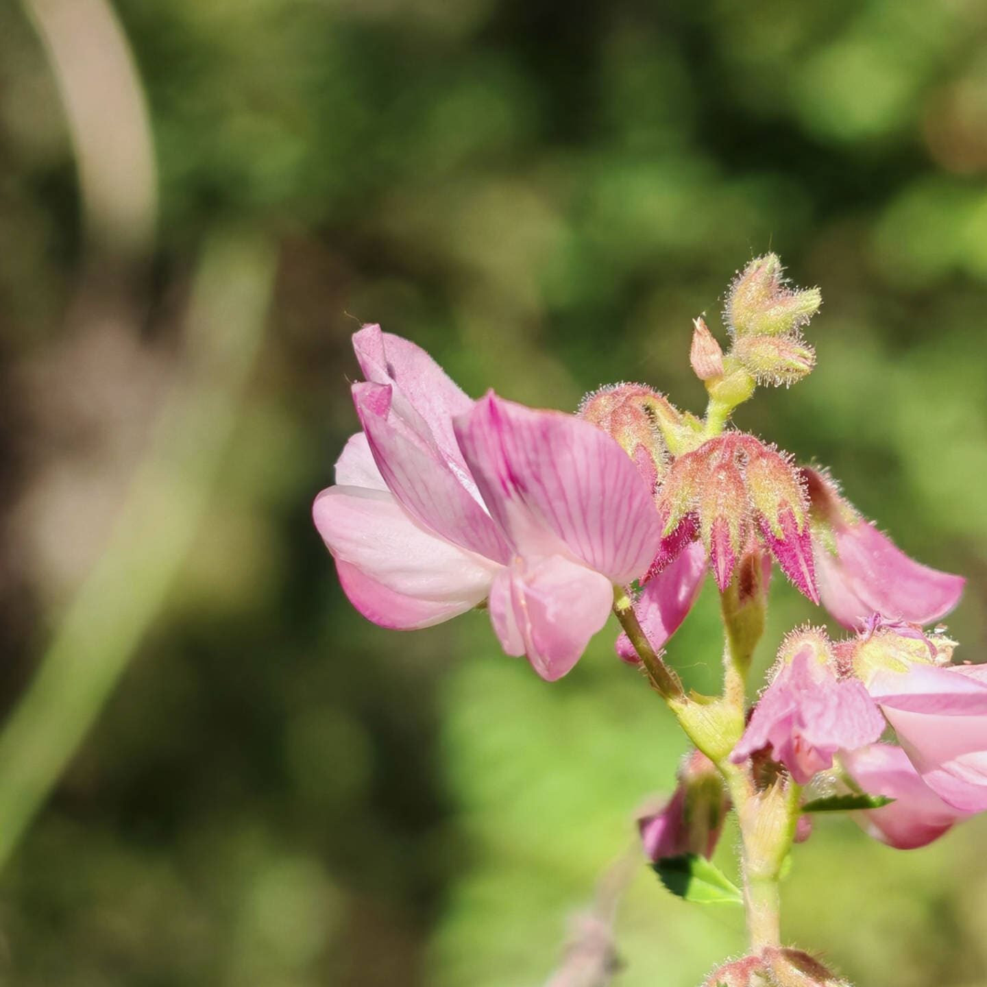 Bugrane ligneuse - Fleurs roses