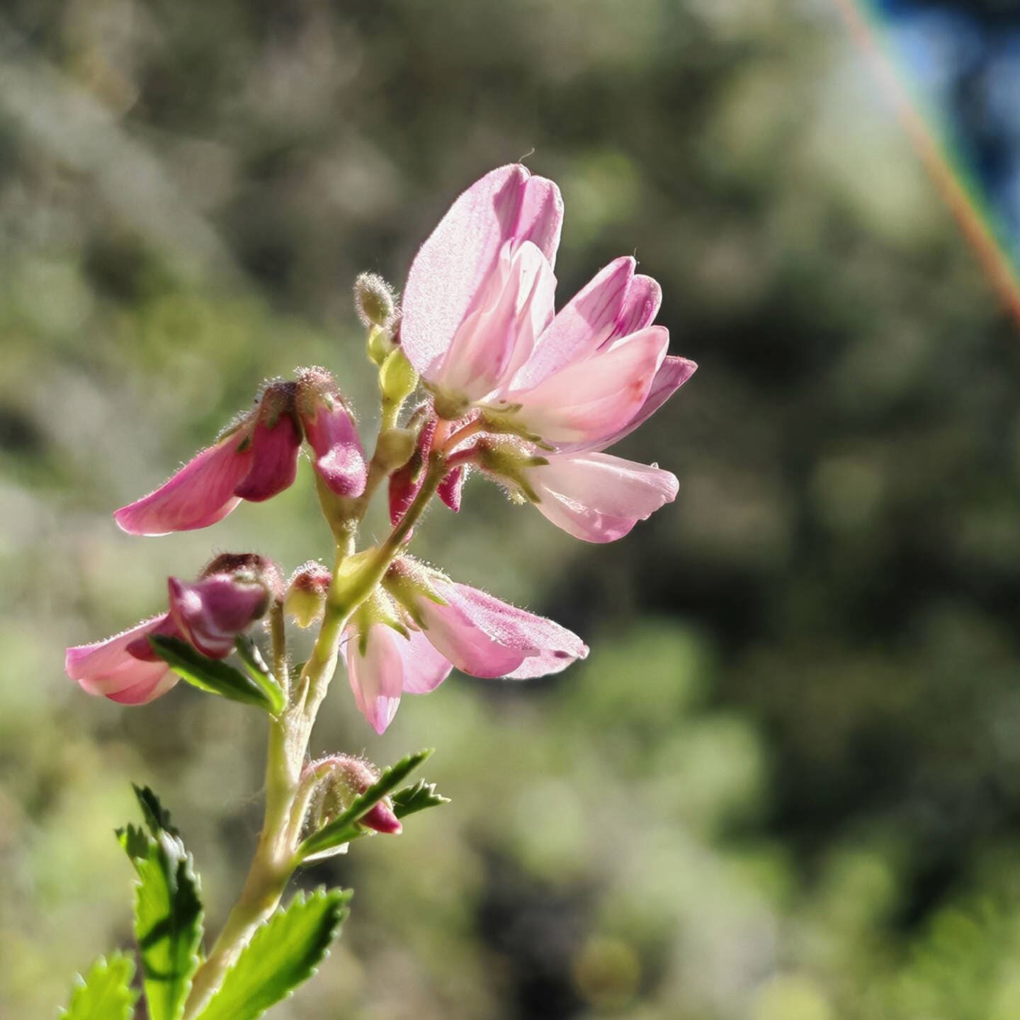 Bugrane ligneuse - Fleurs