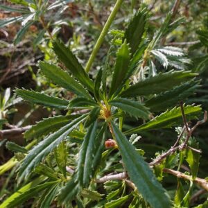Bugrane ligneuse - Feuilles