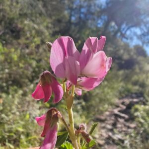 Bugrane ligneuse - Fleurs papilionacées