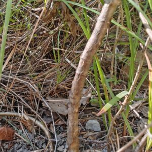 Bugrane ligneuse - Tige ligneuse