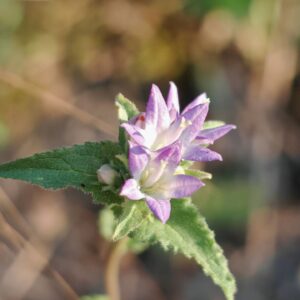 Campanule agglomérée - Fleurs