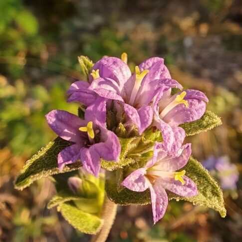 Campanule agglomérée - Fleurs en grappes denses