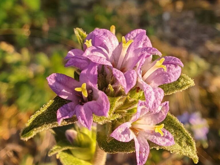 Campanule agglomérée