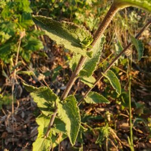 Campanule agglomérée - Tige et feuilles caulinaire