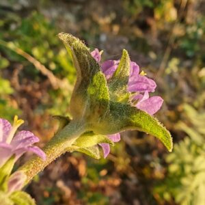 Campanule agglomérée - Calice