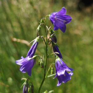 Campanule lancéolée - grappe de fleurs