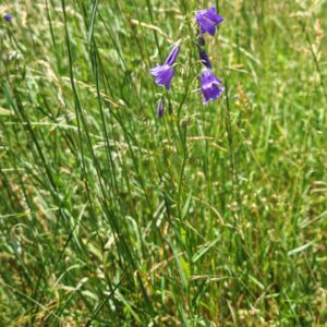Campanule lancéolée - Plante entière