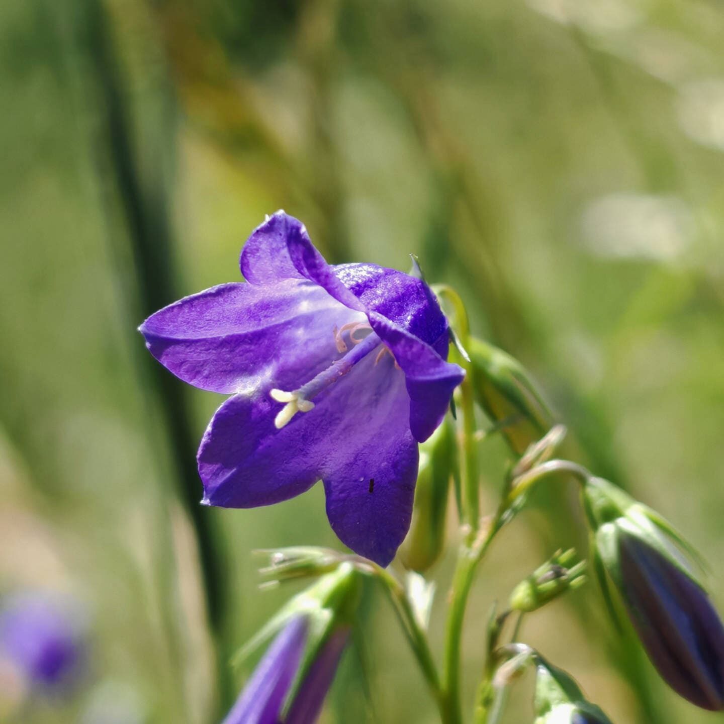 Campanule lancéolée - Fleur