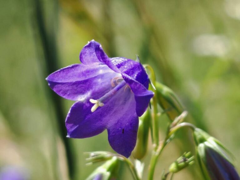 Campanule lancéolée