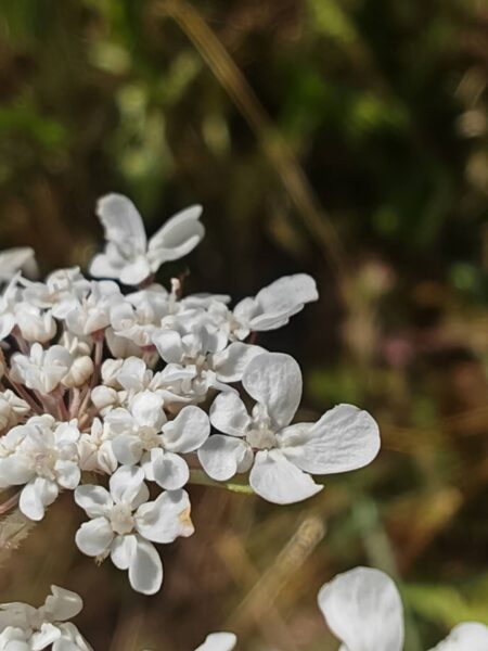 Carotte sauvage - Fleur