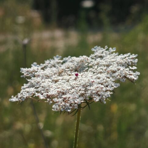 Carotte sauvage - Ombelle