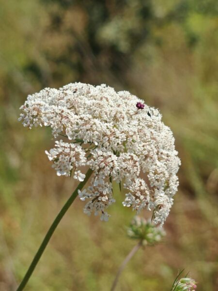 Carotte sauvage - Ombelles arrodis