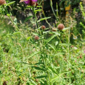 Centaurée des prés - Plante entière