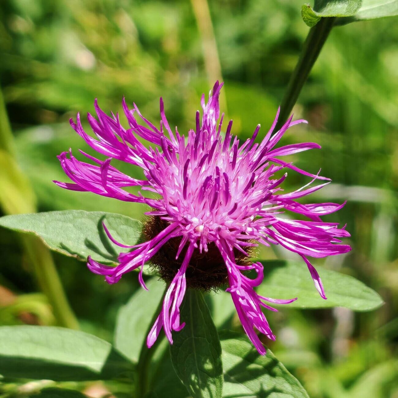 Centaurée des prés - Fleurs