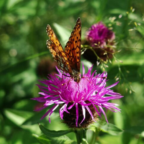 Centaurée des prés - Fleurs mellifère