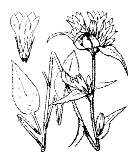 Flore de Coste - Campanula glomerata