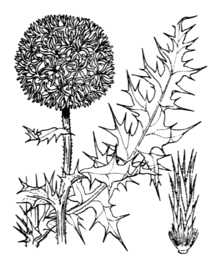 Flore de Coste - Echinops ritro