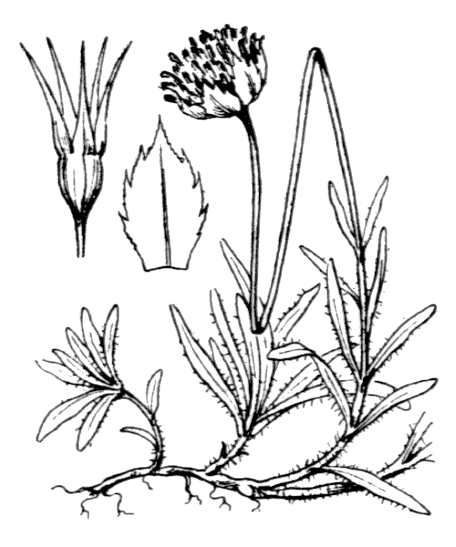 Flore de Coste - Jasione laevis